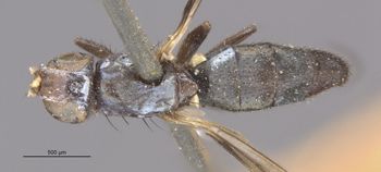 Media type: image;   Entomology 13274 Aspect: habitus dorsal view